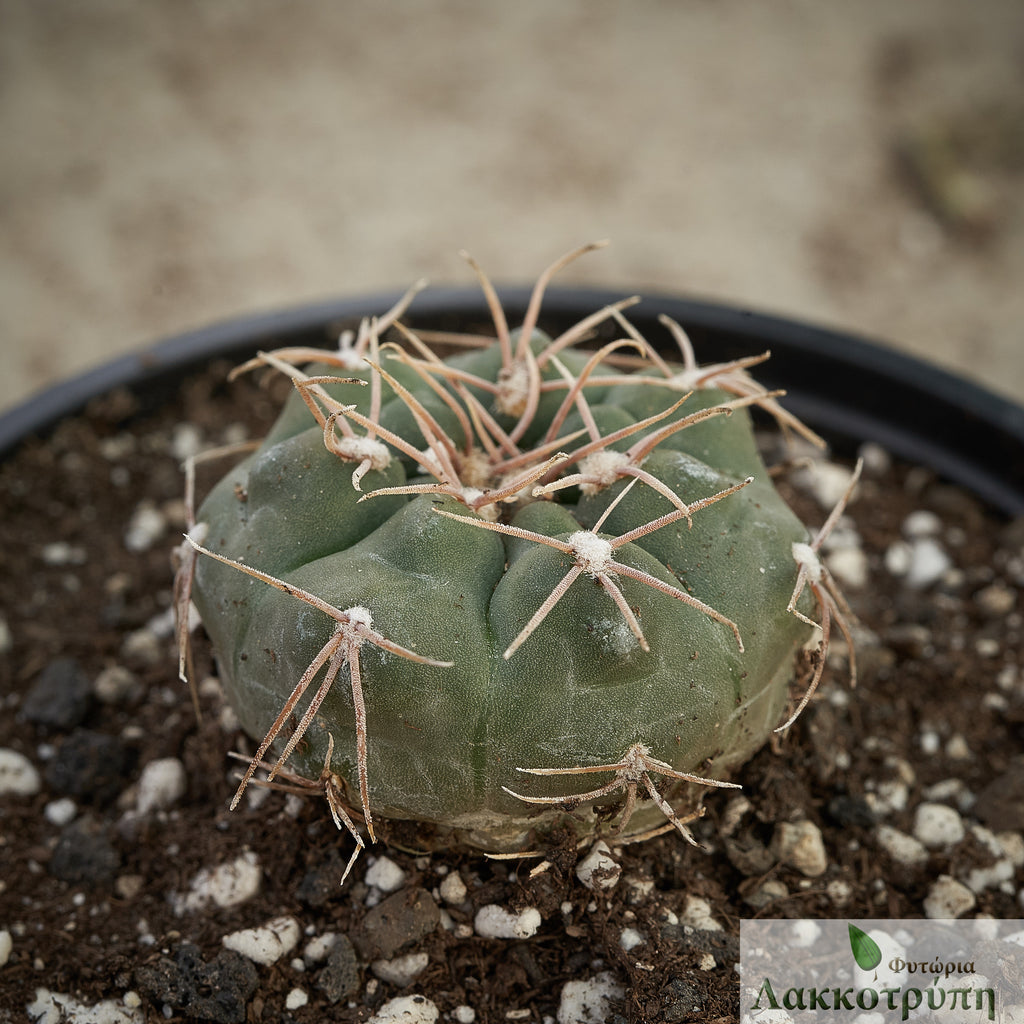Gymnocalycium sutterianum kulhanekii – Cyprus Cactus