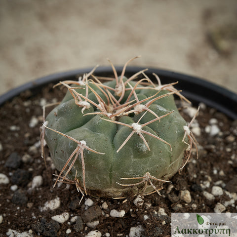 Gymnocalycium sutterianum kulhanekii