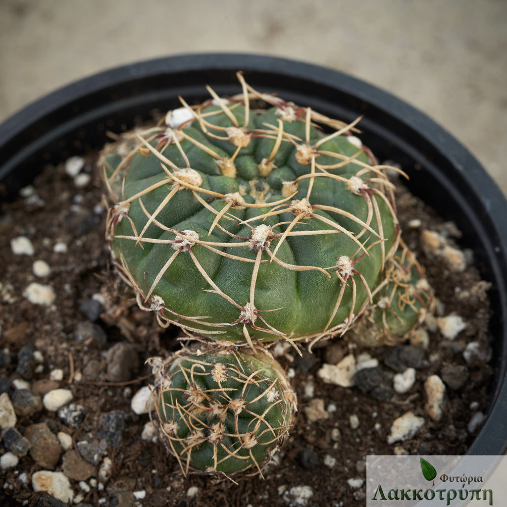 Gymnocalycium uruguayense – Cyprus Cactus