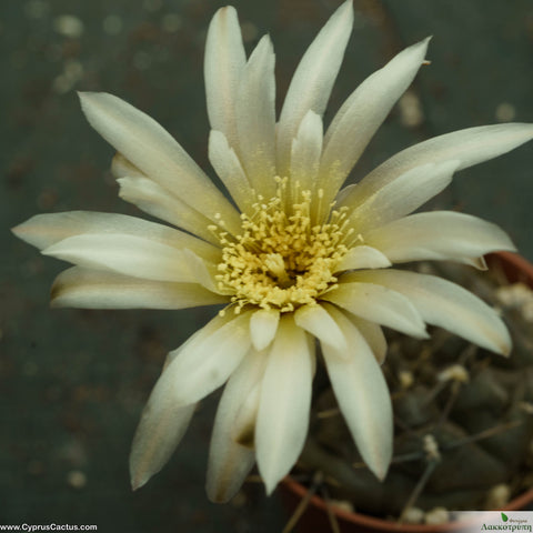 Gymnocalycium borthii