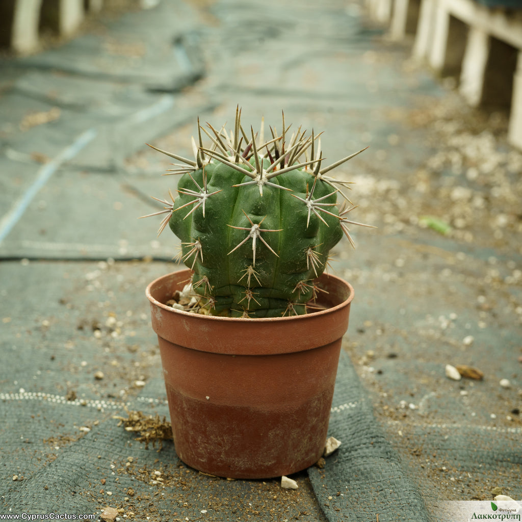 gymnocalycium horridispinum Gymnocalycium horridispinum – Cyprus Cactus