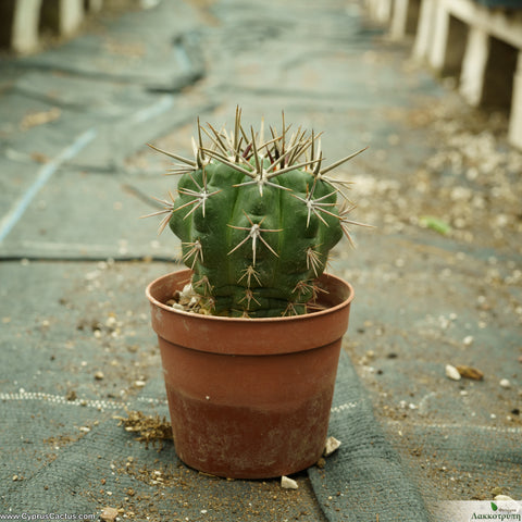 Gymnocalycium horridispinum