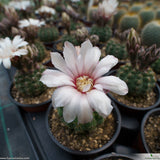 Gymnocalycium quehlianum