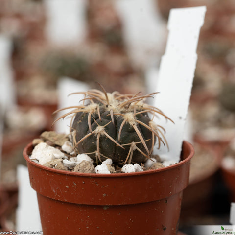 Gymnocalycium spegazzinii