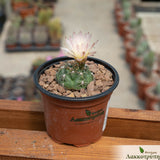 Gymnocalycium uruguayensis roseflora