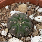 Gymnocalycium vatteri unguispinus