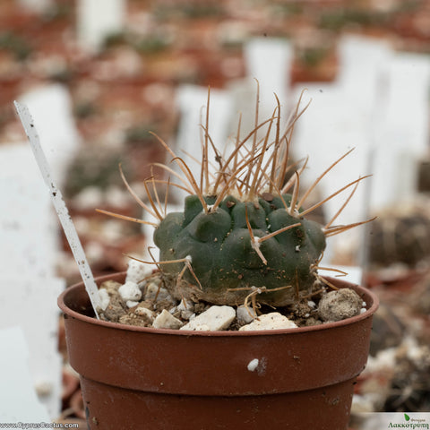 Gymnocalycium weisianum cinerascens