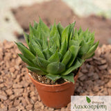 Haworthia herbacea