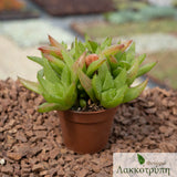 Haworthia marumiana batesiana