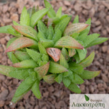 Haworthia marumiana batesiana