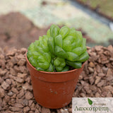 Haworthia obtusa