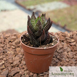 Haworthia reinwardtii