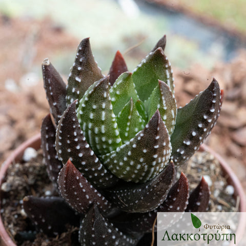 Haworthia reinwardtii