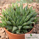 Haworthia reticulata