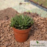 Haworthia reticulata