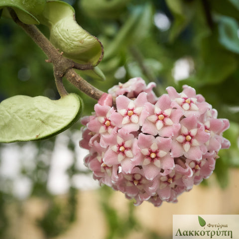 Hoya carnosa compacta