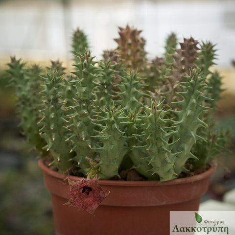 Huernia macrocarpa