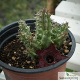 Huernia keniensis