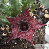 Huernia keniensis