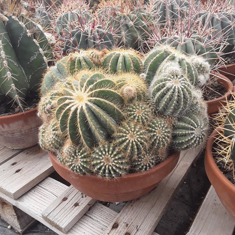 Notocactus magnificus