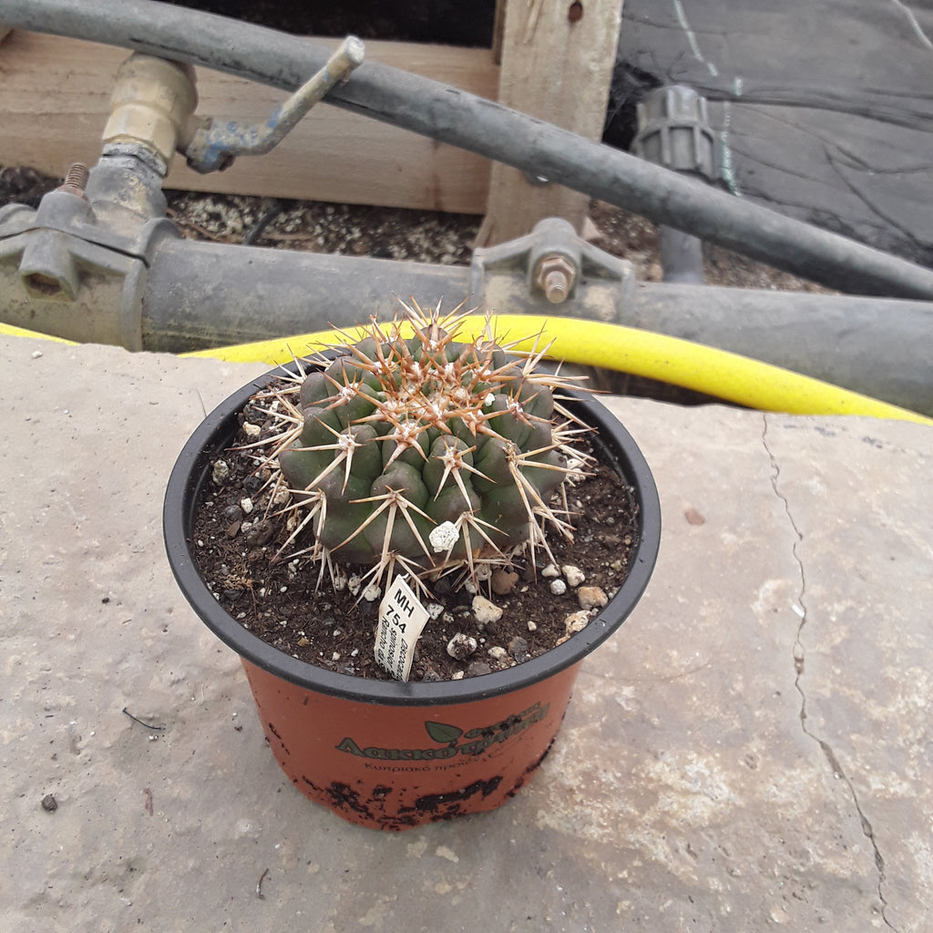 Discocactus spinosior Cyprus Cactus