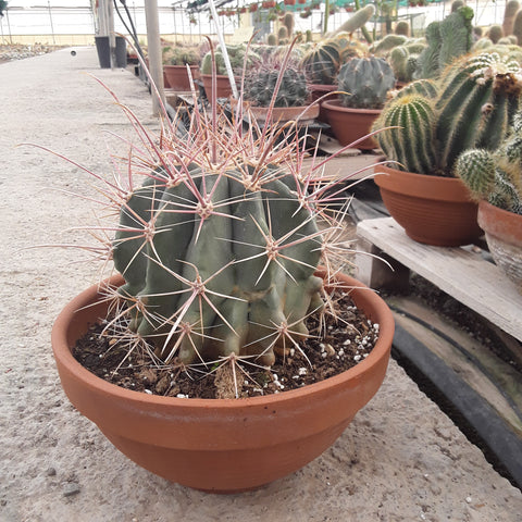Ferocactus towncentianus