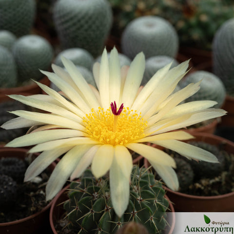 Notocactus erinaceus