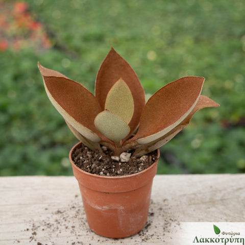 Kalanchoe orgyali 'Coppernoon'