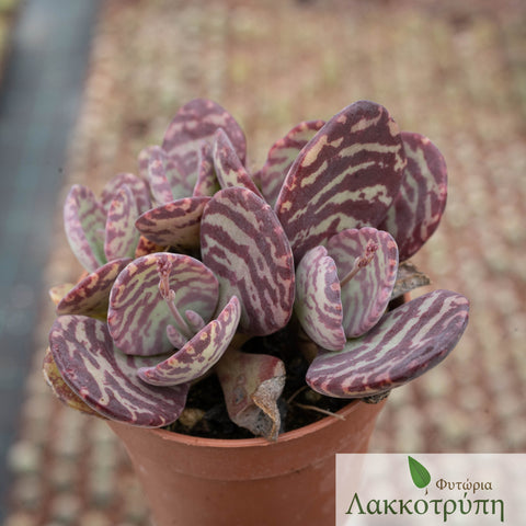 Kalanchoe humilis partridge