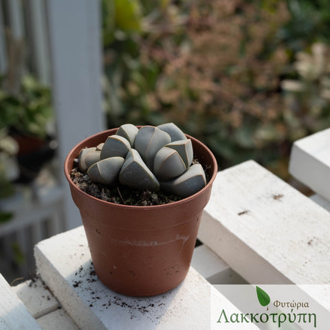 Lapidaria margaretae