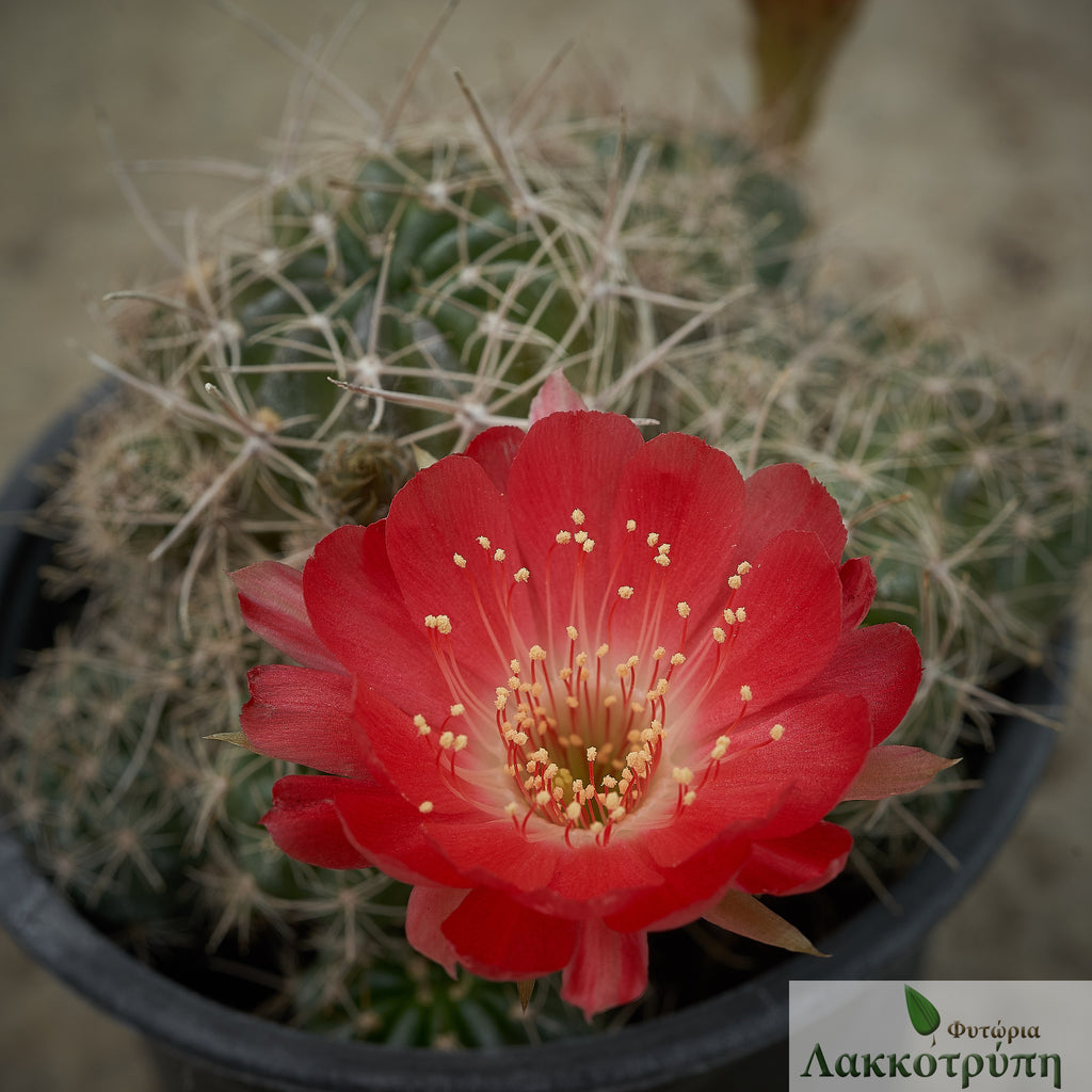 Lobivia hertrichiana – Cyprus Cactus