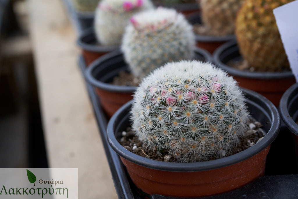 Mammillaria carmenae – Cyprus Cactus
