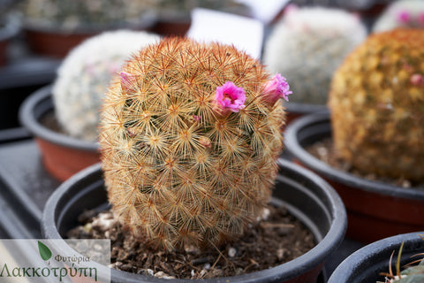 Mammillaria carmenae 
