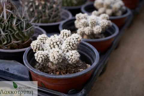 Mammillaria gracilis snow