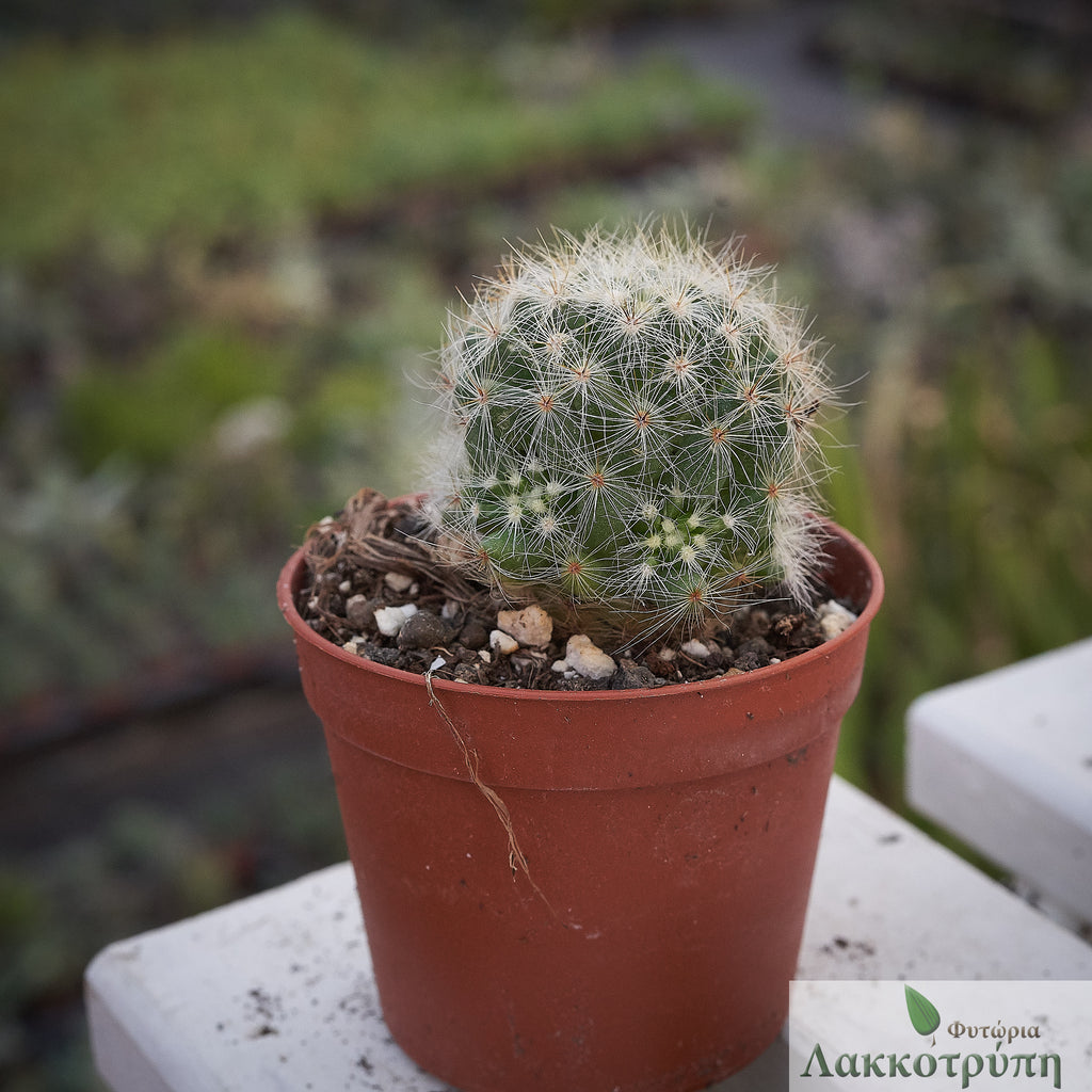 mammillaria baumii Mammillaria baumii – Cyprus Cactus