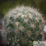 Mammillaria baumii