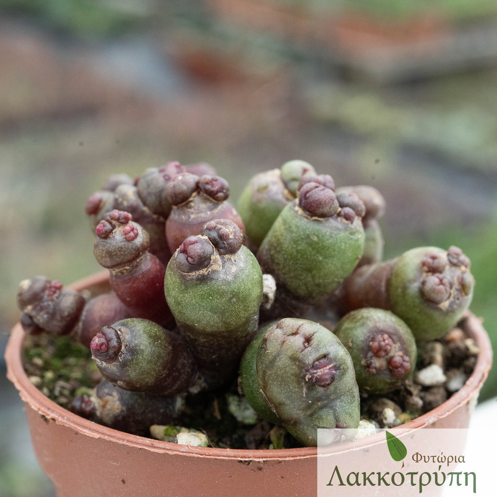 Mammillaria bocasana fred. – Cyprus Cactus