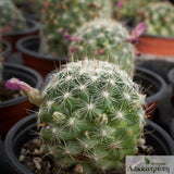 Mammillaria boolii