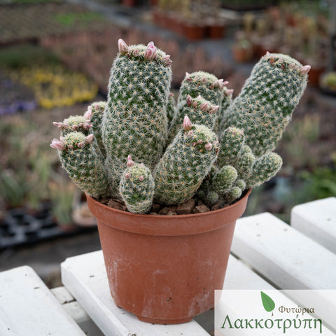 Mammillaria giselae