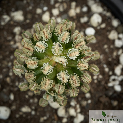 Mammillaria hernandezii. Grafted.