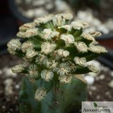 Mammillaria hernandezii. Grafted.