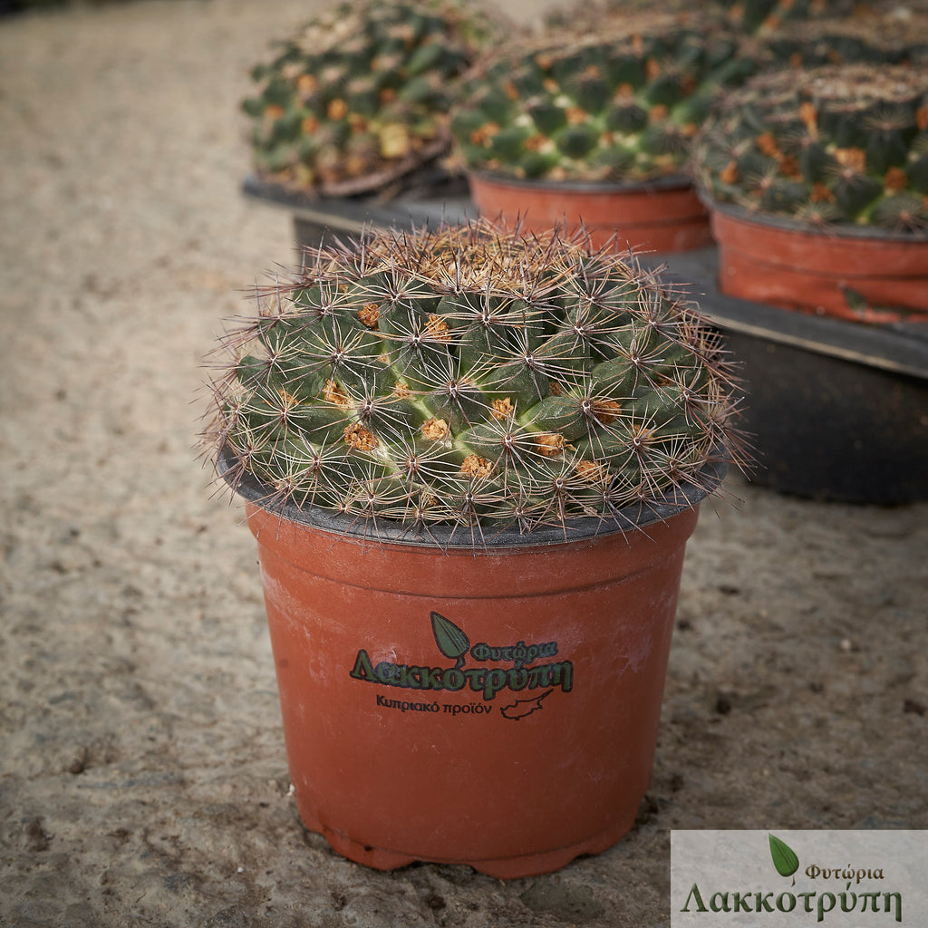 Mammillaria heyderi – Cyprus Cactus