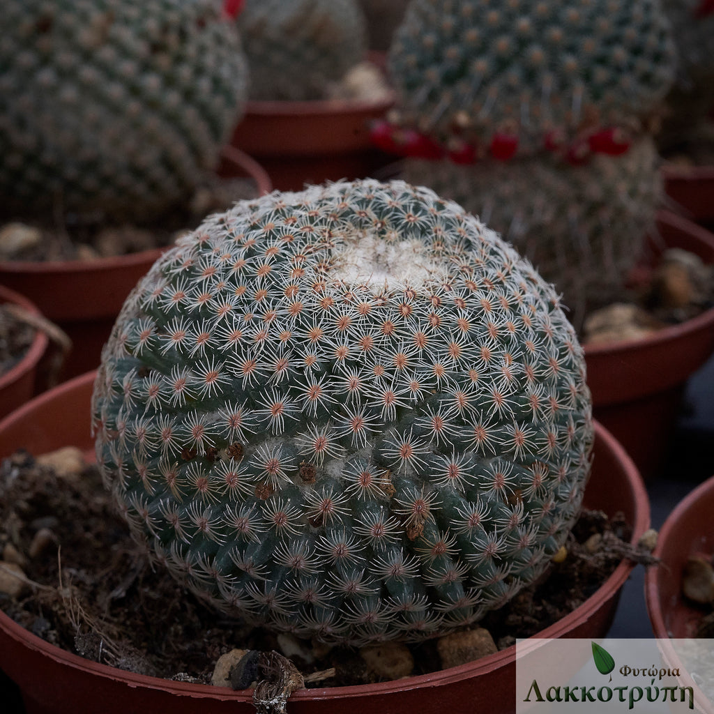 Mammillaria huitzilopochtli – Cyprus Cactus