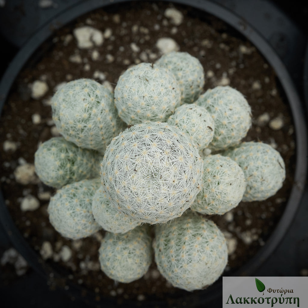 Mammillaria humboldtii Grafted – Cyprus Cactus