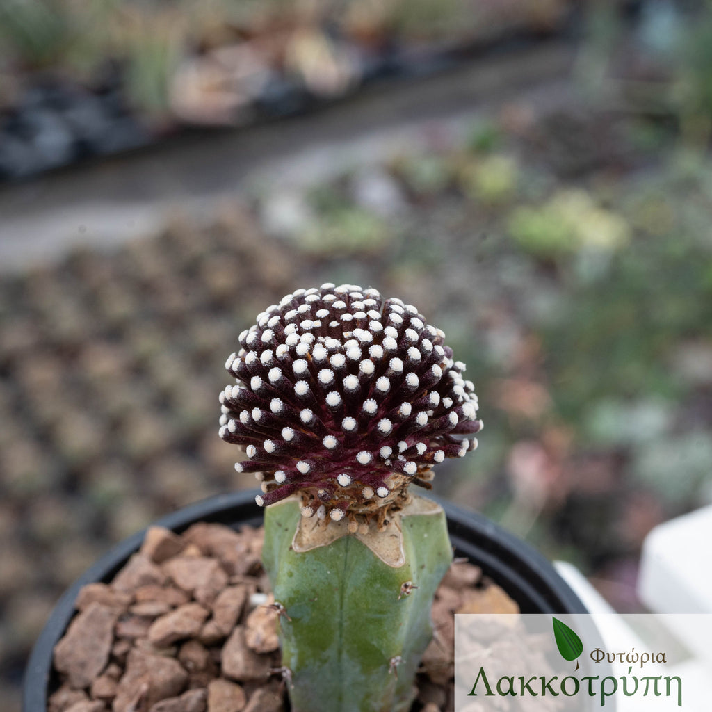 mammillaria luethyi Mammillaria luethyi – Cyprus Cactus
