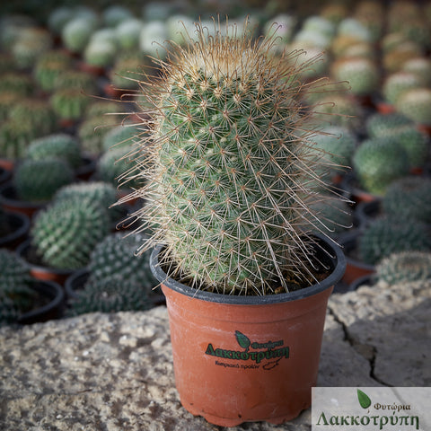 Mammillaria magnifica