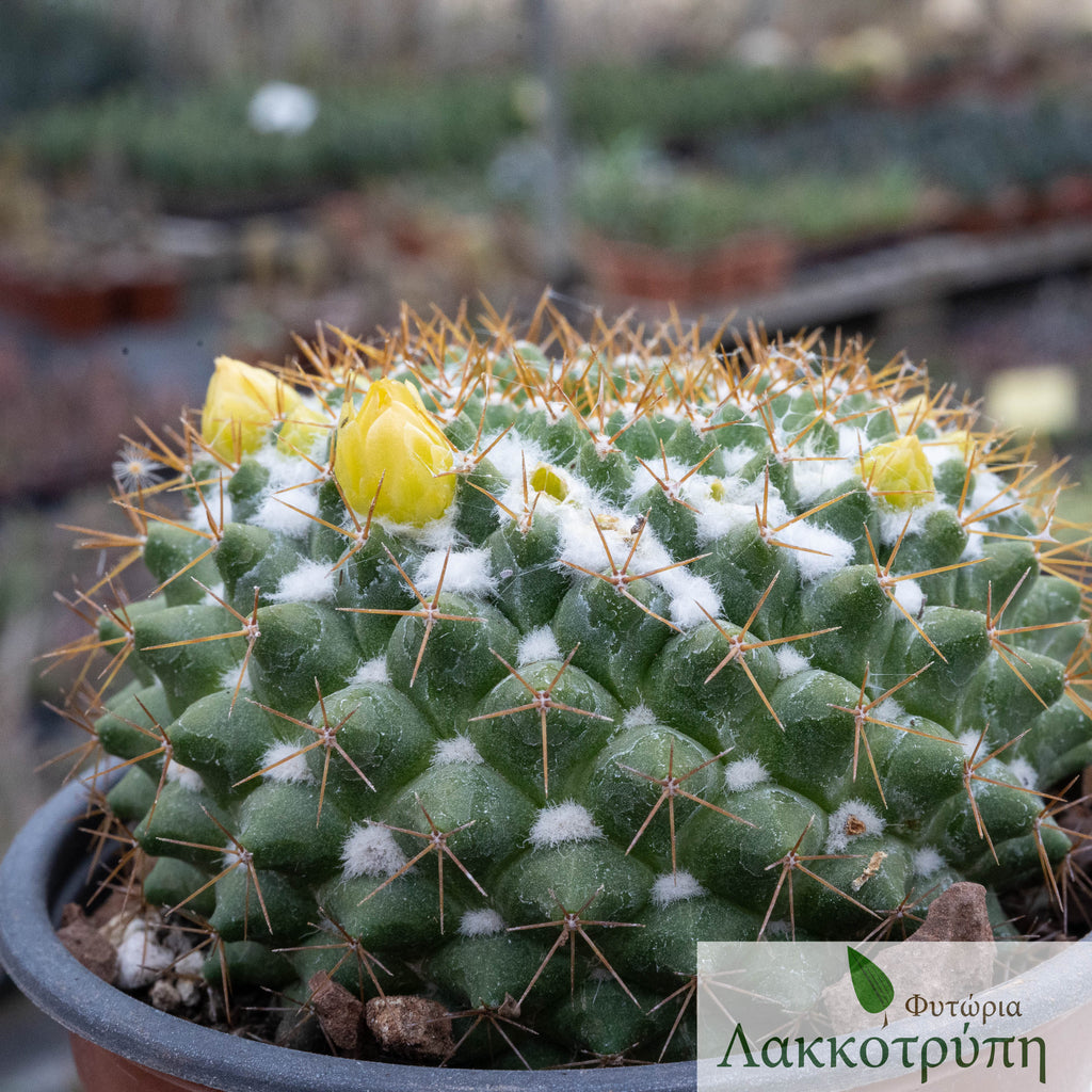 Mammillaria marksiana – Cyprus Cactus