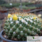 Mammillaria marksiana