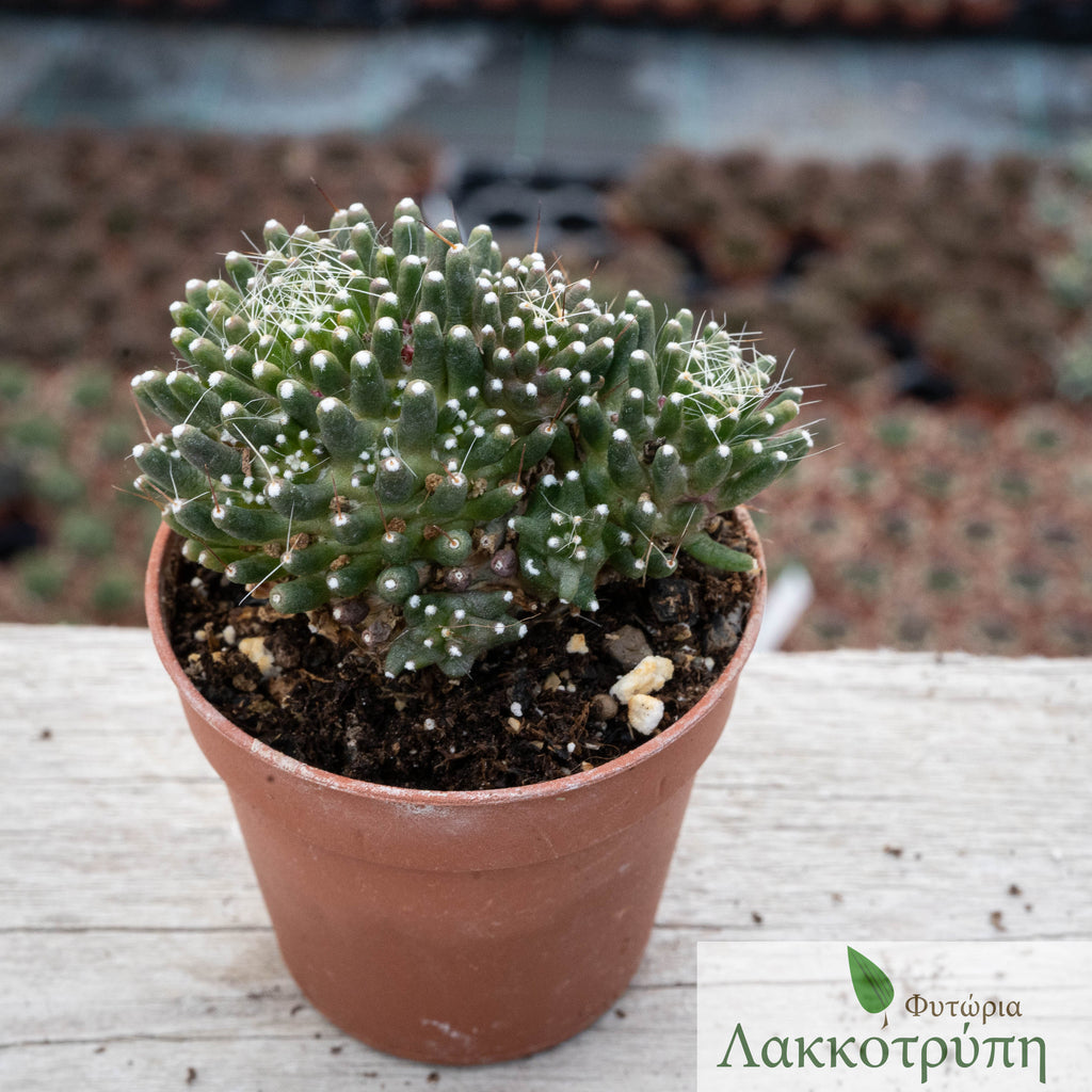 mammillaria painteri Mammillaria painteri monstruosa – Cyprus Cactus