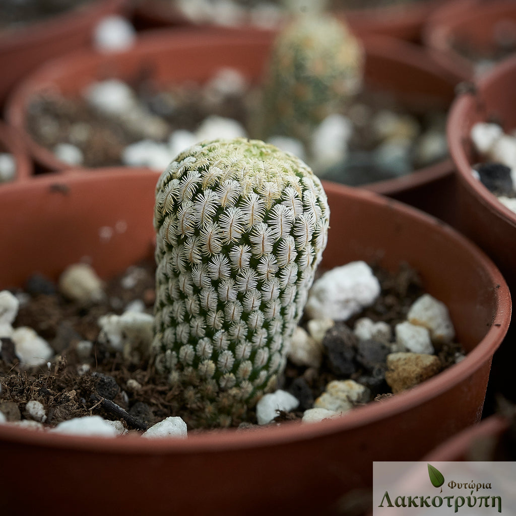 Mammillaria pectinifera – Cyprus Cactus